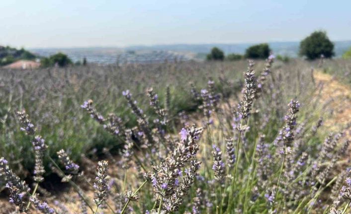 Beykoz’da 162 dönüm lavanta bahçesi
