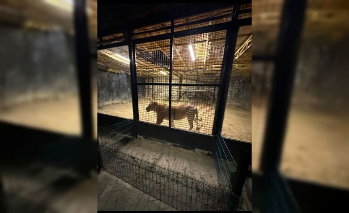 Beykoz’da ormanda ‘aslan avı’