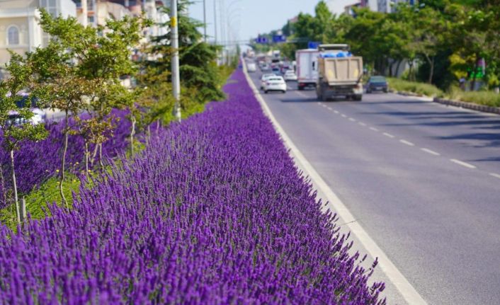 Bilecik orta refüjünü süsleyen lavantalar çiçek açtı