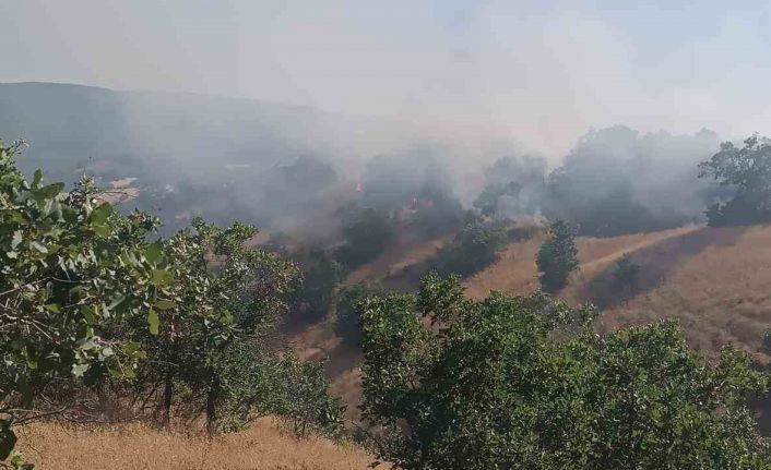 Bingöl’de çıkan orman yangını kısa sürede söndürüldü