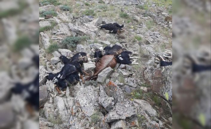 Bingöl’de keçi sürüsüne yıldırım düştü: 51 keçi telef oldu