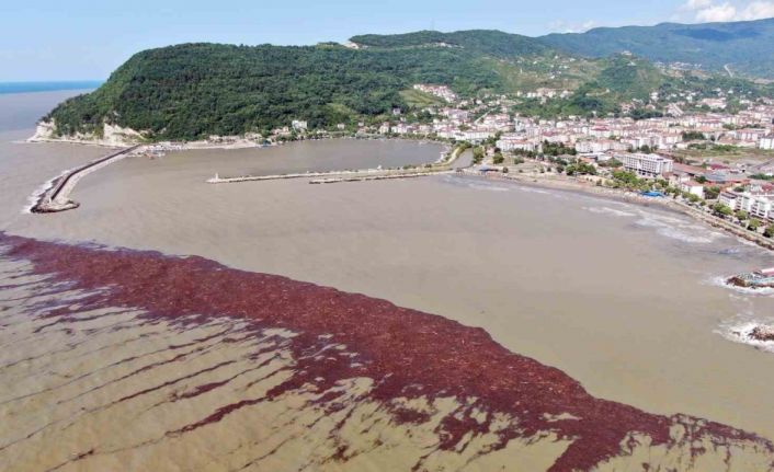 Binlerce turisti ağırlayan Karadeniz sahili çamurla kaplandı