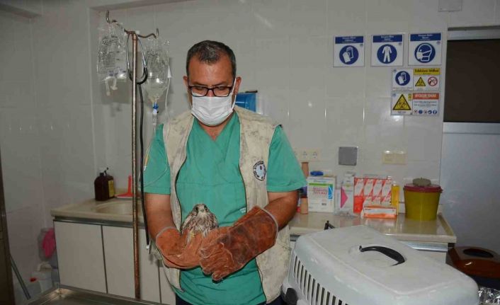 Bitkin olarak bulunan kerkenez Tarsus Doğa Parkında koruma altına alındı