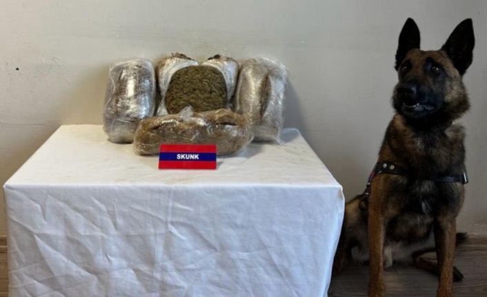 Bolu’da 5 kilo uyuşturucuyu narkotik köpeği "Bıçak" yakaladı: 5 gözaltı