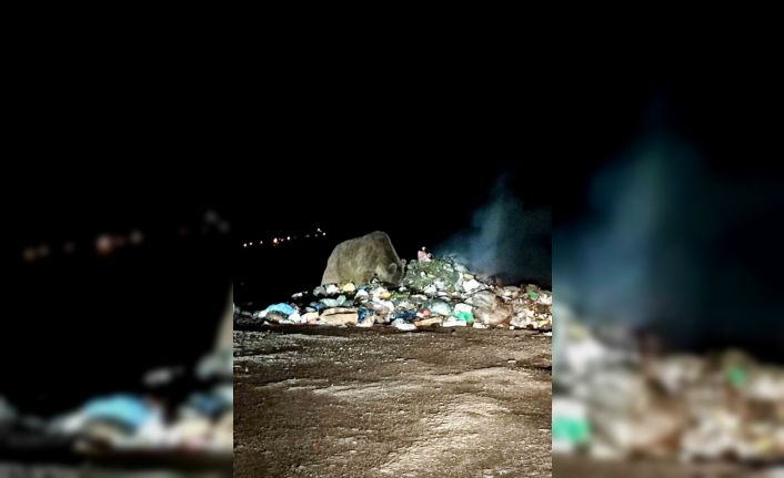 Boz ayı yiyecek ararken görüntülendi