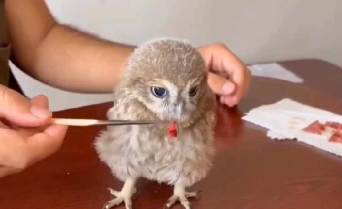 Bulunan yavru baykuş koruma altına alındı