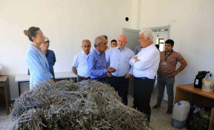 Büyükşehir desteği ile 212 dekar arazi Lavanta ile buluştu