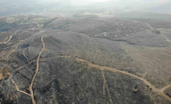 Çanakkale’deki orman yangınlarında 3 bin 500 futbol sahası büyüklüğünde alan yandı