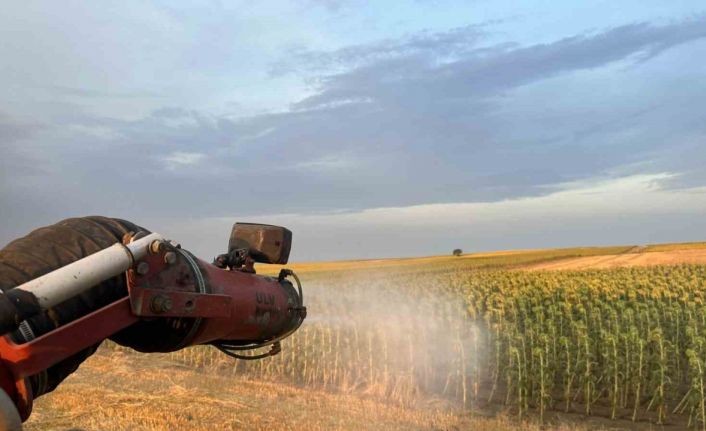 Çekirge istilasına karşı ilaçlama çalışması başlatıldı