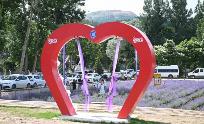 Çorum’daki lavanta bahçesinde hasat yapılacak