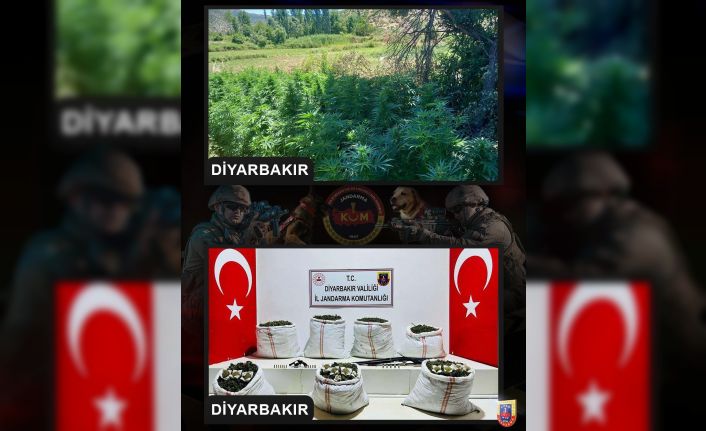 Diyarbakır’da 357 bin kök Hint keneviri, 86 kilo kubar esrar ele geçirildi