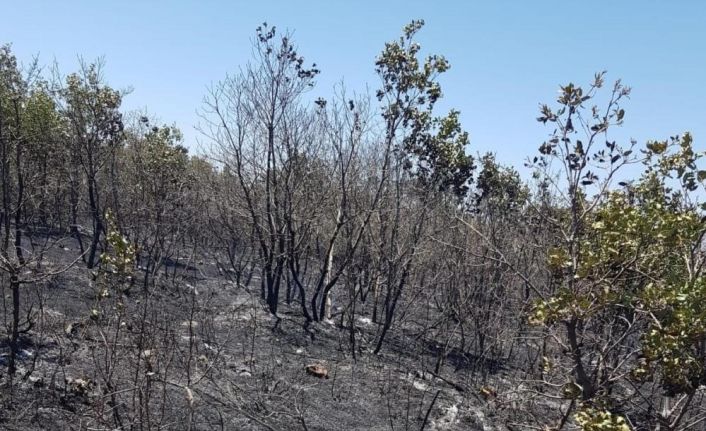 Diyarbakır’da 6 ay içerisinde 25 adet orman yangını meydana geldi