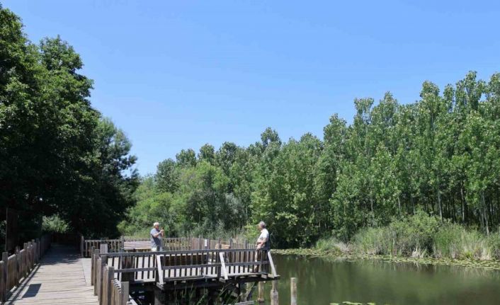 Doğa harikası Acarlar Longoz’unda nilüferler açtı