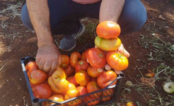 Dönüm başı 30 ton ürün alan üretici yerli domatesi 10 liradan satıyor