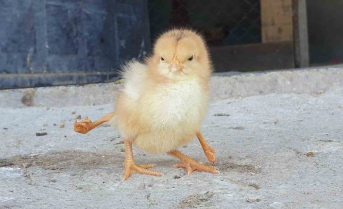 Dört ayaklı civciv görenleri şaşırttı