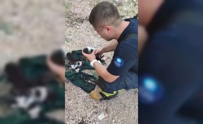 Dumandan etkilenen yavru kediyi kalp masajı ve suni teneffüsle hayata döndürdü