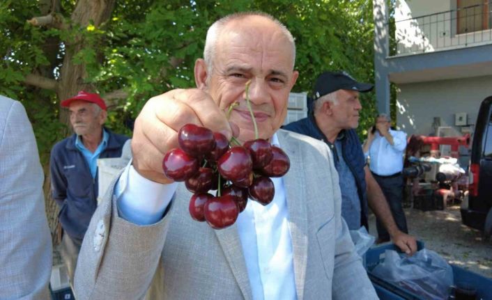 Dünya sofralarını süsleyen Yahyalı kirazının hasadı başladı