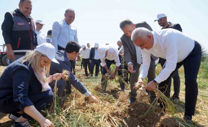 Dünyaca ünlü Taşköprü sarımsağının hasadı devam ediyor