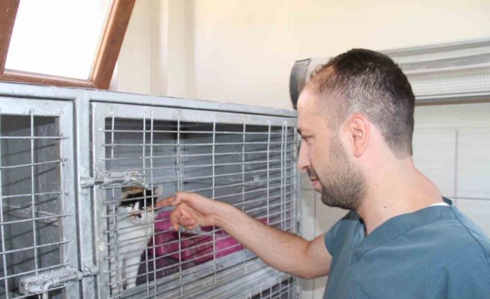 Elazığ Belediyesi Geçici Hayvan Bakım Merkezinde 6 yılda 14 bin 987 hayvan tedavi edildi