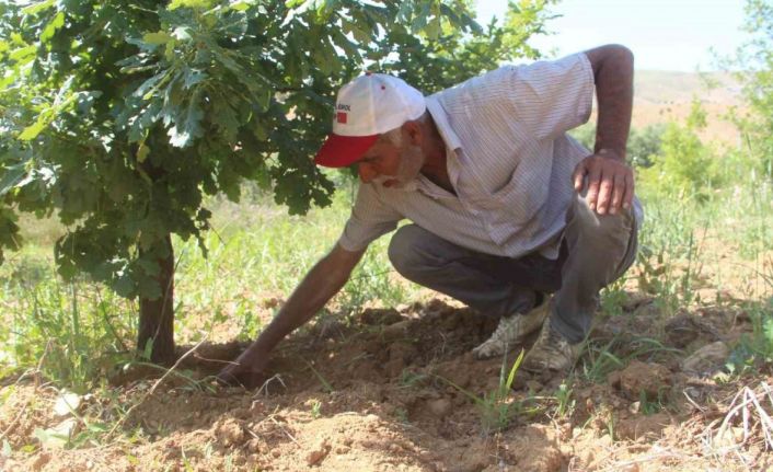 Elazığ’da 3 dönüme ektiği trüf mantarının çıkmasını dört gözle bekliyor