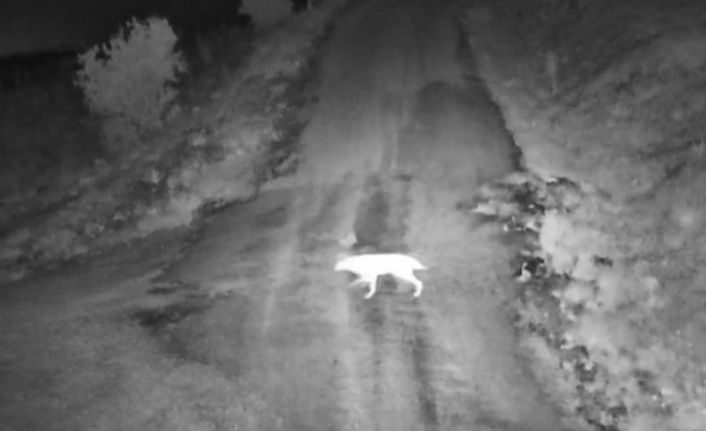 Elazığ’da köye inen kurt sürüsü görüntülendi