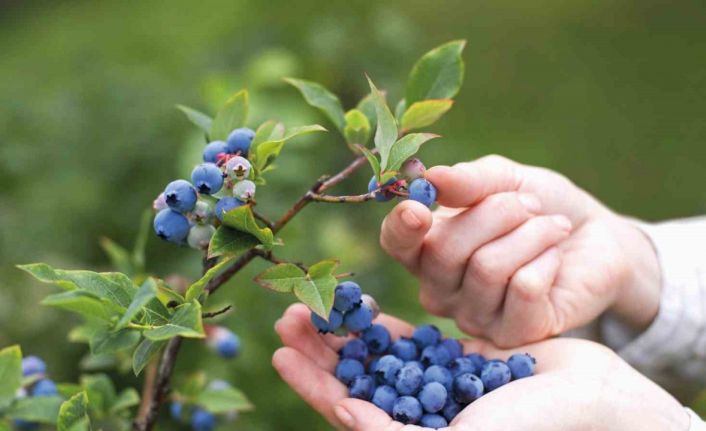 En iyi maviyemiş zor belirlendi