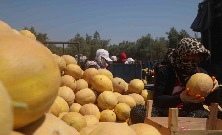Enkaz kent Hatay’da yüz güldüren hasat: Kavun tarlada 11 TL’den alıcı buluyor