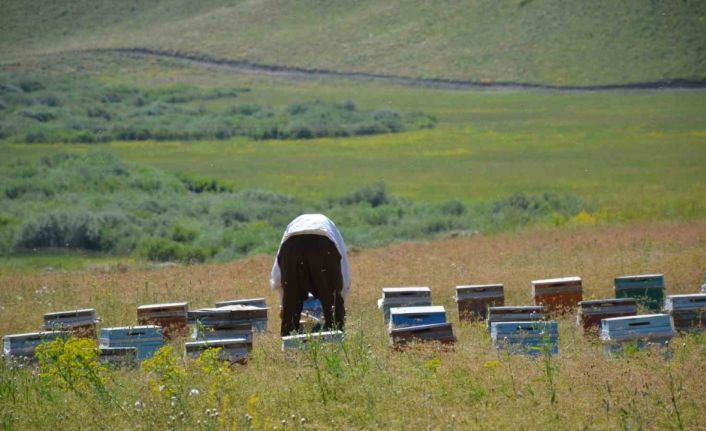 Faraşin ve Avaspi yaylaları 40 bin arılı kovana ev sahipliği yapacak