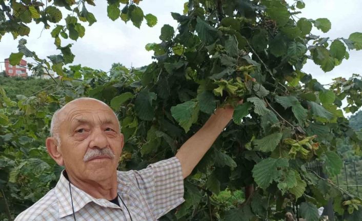 Giresun’da üretici fındık hasadı öncesi bahçe altı temizlik çalışmalarına başladı