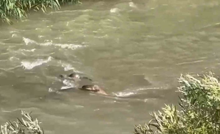 Hakkari’de 3 su samuru görüntülendi