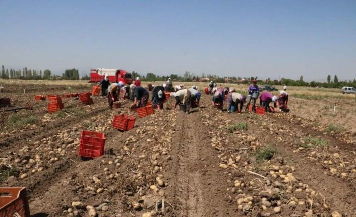 Hasadı başlayan patatesin kilogram fiyatı 9-11 lira arasında satılıyor