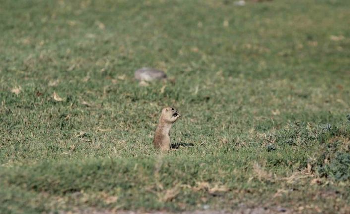 Havalar ısındı sincaplar ortaya çıktı
