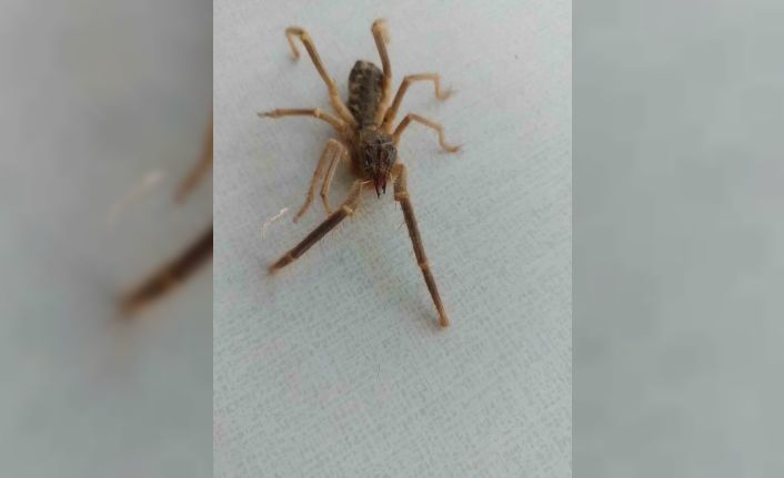 Havaların ısınmasıyla Sarıkız Örümceği Ortaya Çıktı