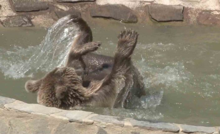 Hayvan rehabilitasyon merkezinde sıcaktan bunalan ayının havuz keyfi kamerada