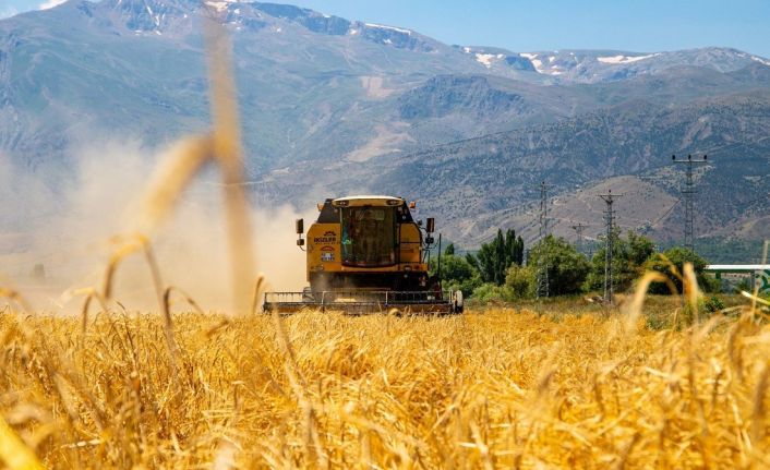 Hububat tarlalarında biçerdöver ile hasat işlemleri başladı