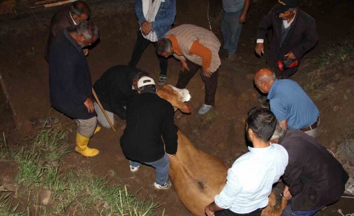 Iğdır’da 200 metrelik uçurumdan vadiye düşen inek kurtarıldı