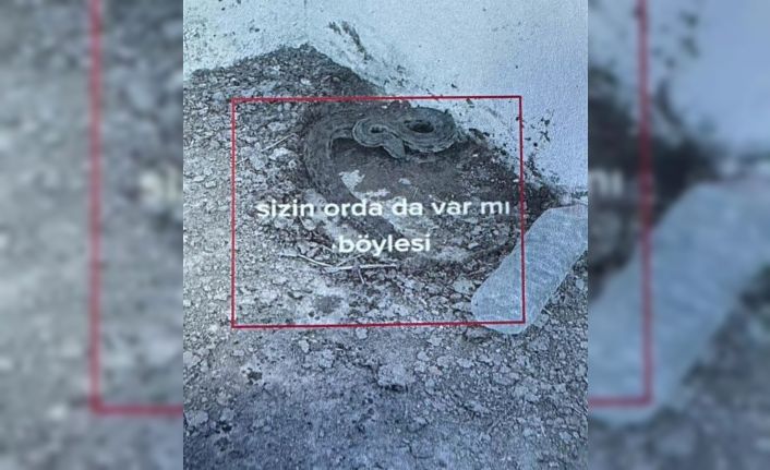 Iğdır’da engerek yılanlarını yakalayıp videosunu paylaşan çobana 5 bin 500 lira ceza