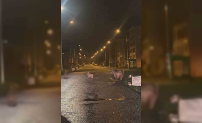 İlçe merkezine inen anne ayı ile 2 yavrusu kamerayla yakalandı