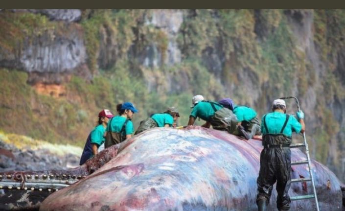 İspanya’da ölü balinanın bağırsağından 500 bin euroluk akamber çıktı