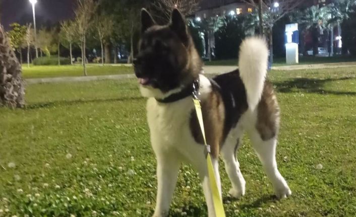 İzmir’de vahşet: Köpeği tekmeleyerek öldürdü