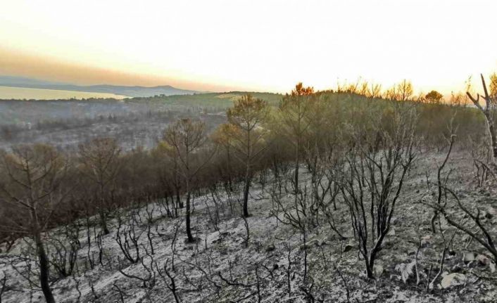 İzmir’deki orman yangınlarında soğutma çalışmaları sürüyor