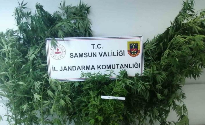 Jandarma kümes bahçesinde ekili 20 kök kenevir ele geçirdi