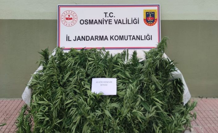 Jandarma, ormanlık alana ekilen hint kenevirlerini ele geçirdi