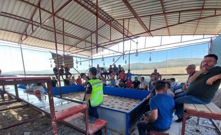 Jandarmadan horoz dövüşüne baskın: 71 kişi gözaltına alındı