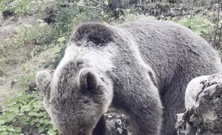 Kamp alanına gelen ayıyı vatandaşlar besliyor
