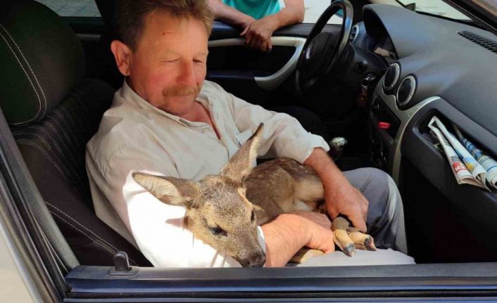 Karaca yavrusunu köpeklerin saldırısından köylüler kurtardı