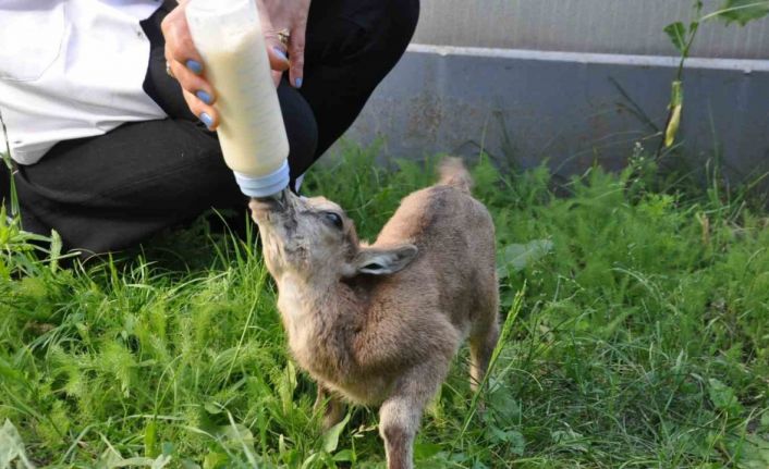 Kars’ta yavru yaban keçisi biberonla besleniyor