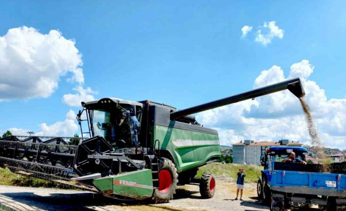 Kavak’ta buğday hasadı