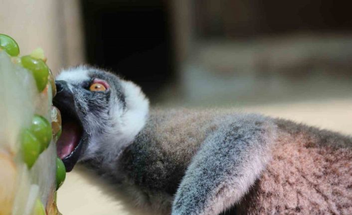 Kavurucu sıcakta maymunlar özel buzlu meyve kokteyliyle, boz ayı ailesi ise havuzda serinliyor