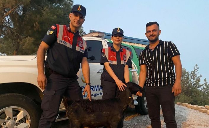 Kilis’te kaybolan keçiyi Jandarma buldu